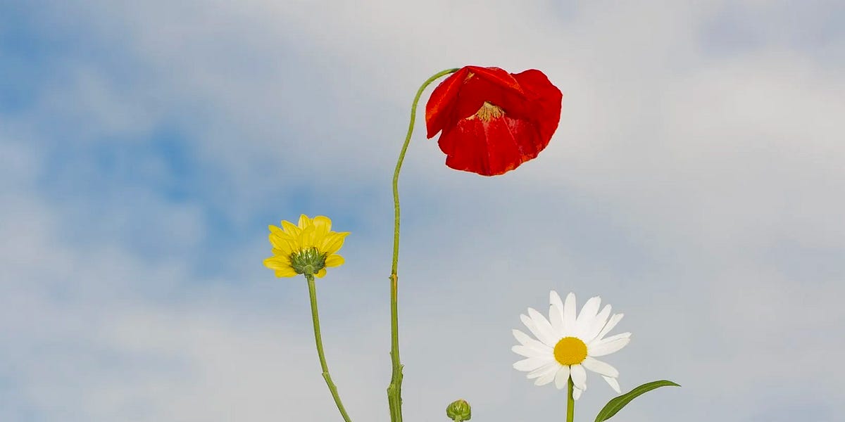 A Philosophy of Subtraction by saffron huang Reboot