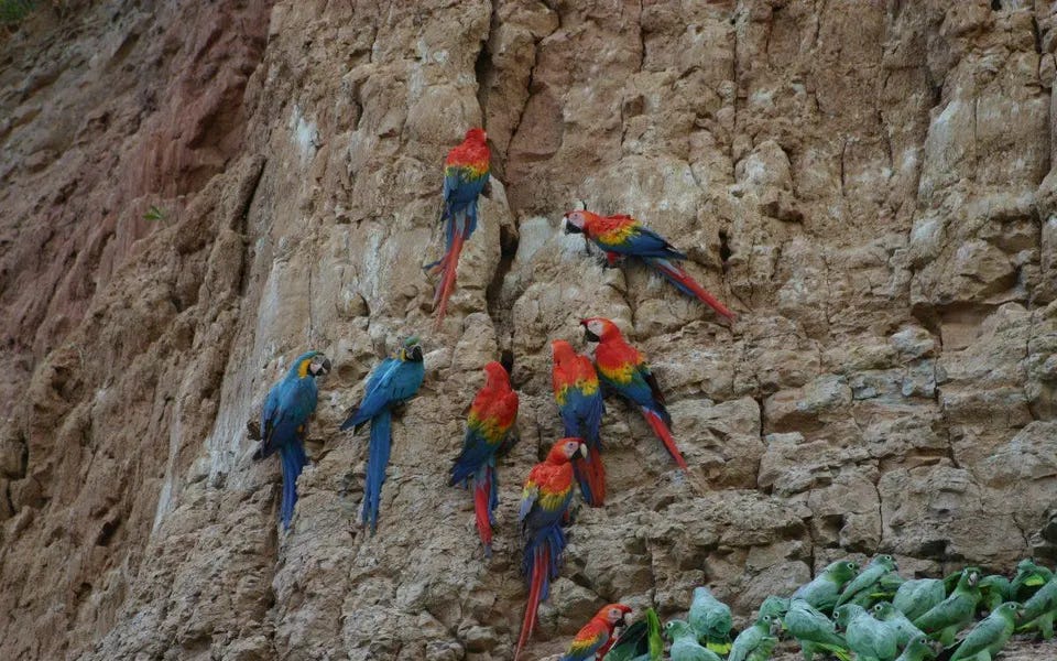 Why Do Wild Parrots Eat Dirt In The Amazon?