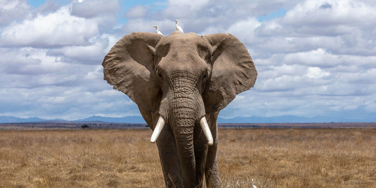 Elephant discount trap necklace