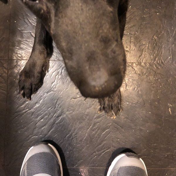 Your Weekly Top Ten Is A 15YEAROLD DOG NOW!