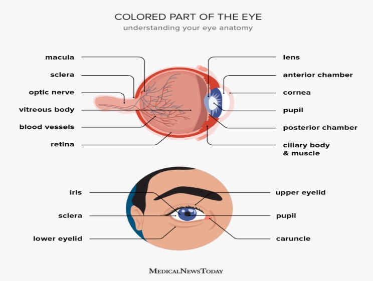 Same Color Eyes Why Some People Have Different Colored Eyes: The Mystery of Heterochromia: