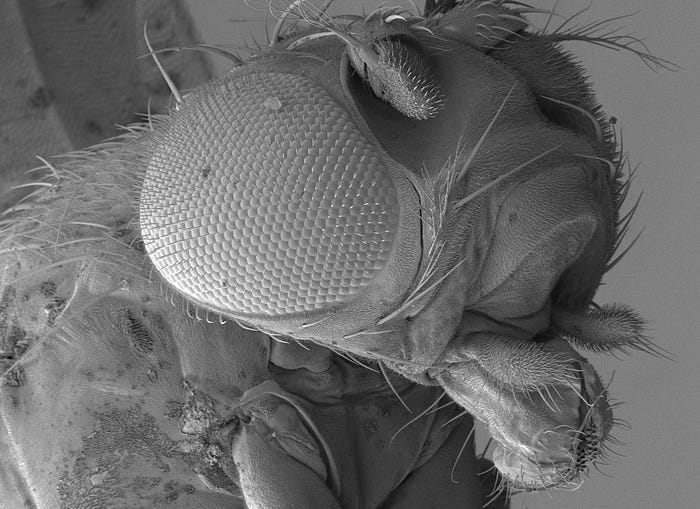 Operating Scanning Electron Microscope