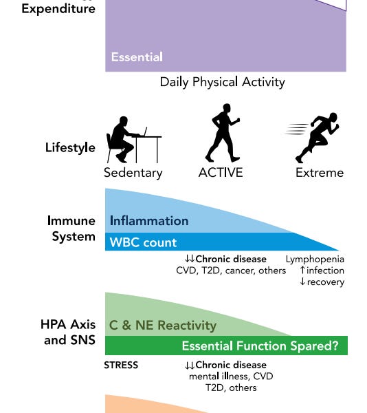 REVIEW Burn, by Herman Pontzer by Jane Psmith