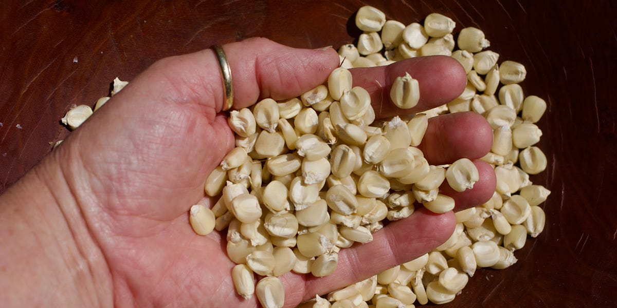 How Do You Get Started Writing an Essay? - by Janisse Ray