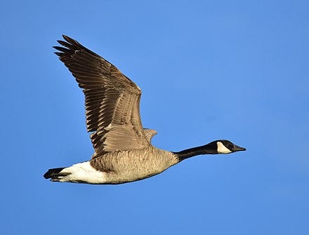 Canada goose migration jobs online