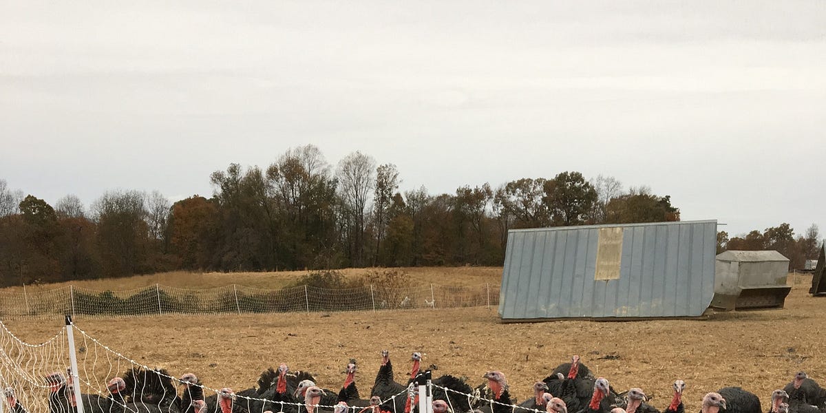 Farm News by James Bourne The Lamb's Quarter