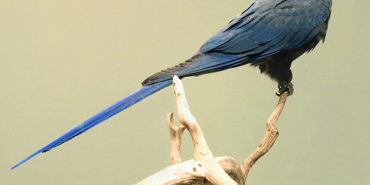 Forever Gone: Eight Bird Species Confirmed Extinct This Decade