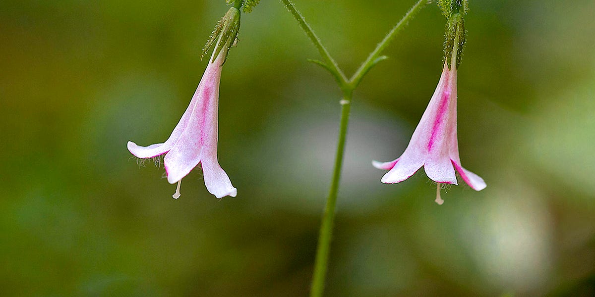 An Online Field Trip For Twinflower By Bryan Pfeiffer an-online-field-trip-for-twinflower-by-bryan-pfeiffer