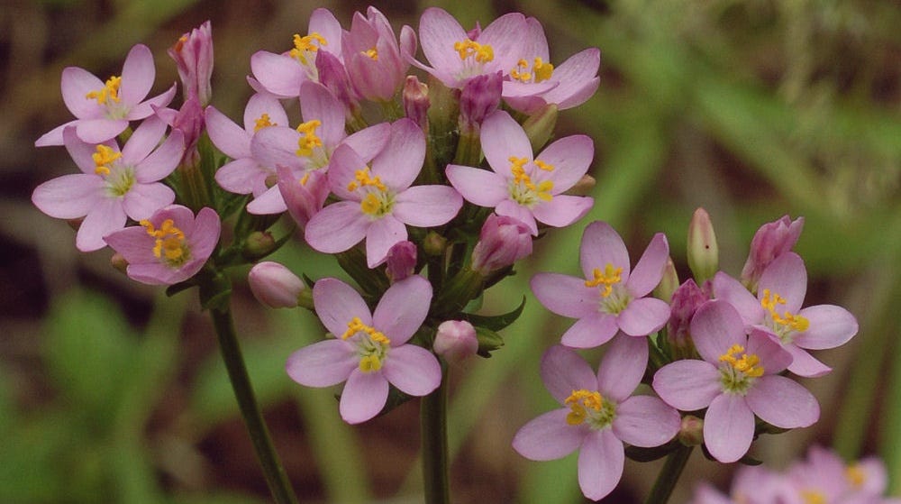 Resolution by ki the reflector s path