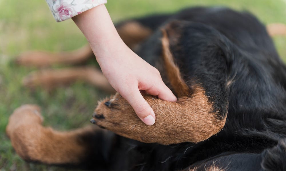 How to Handle Broken Nails on Dogs by Kalamar Doge Blog