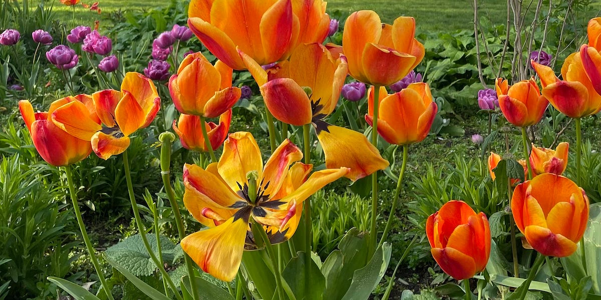 Notes from the Hatch On Reading as Springboard