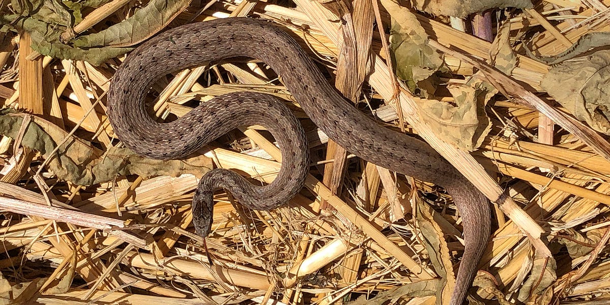No name sales scratch serpent