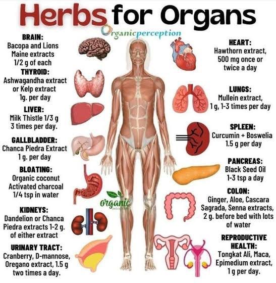 Herbs for Organs & Deworming; & Frequency & vibration to Cure Cancer.