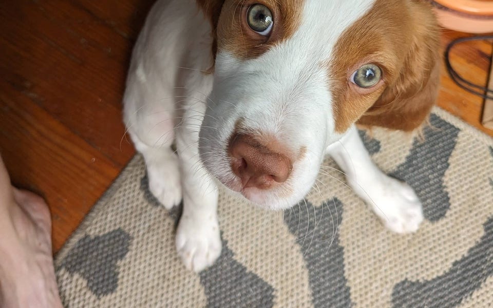 Language StephKinNola’s Substack