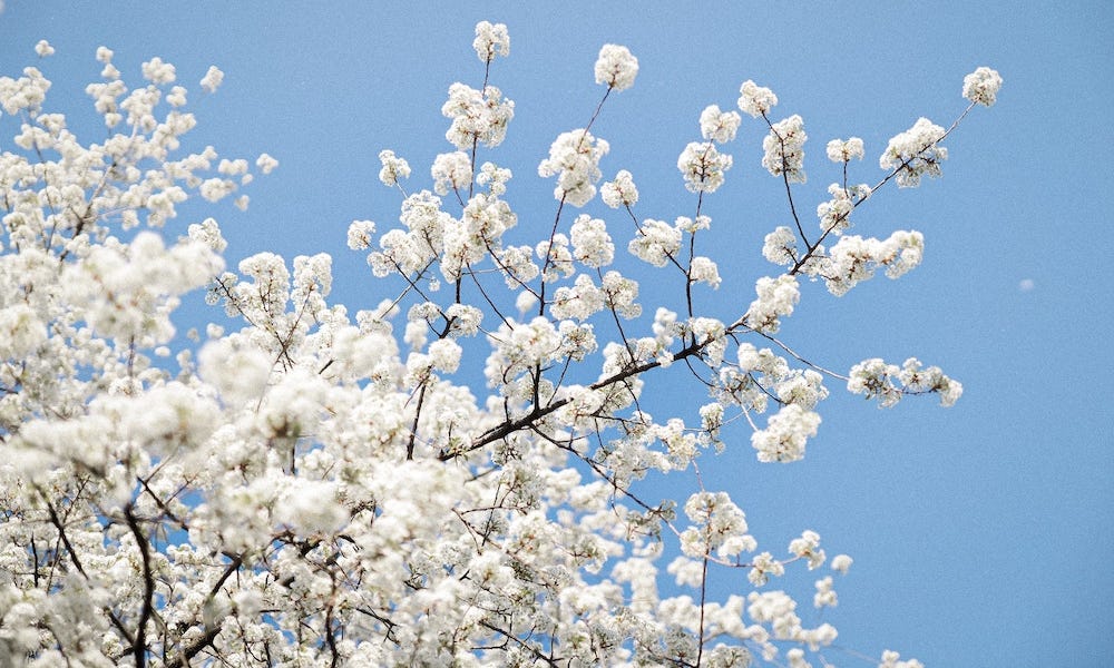 The truth about the cherry blossom - by Justin Myers