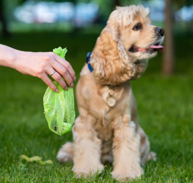 Picking Up Dog Waste Important for Cleanliness and Preventing Pollution