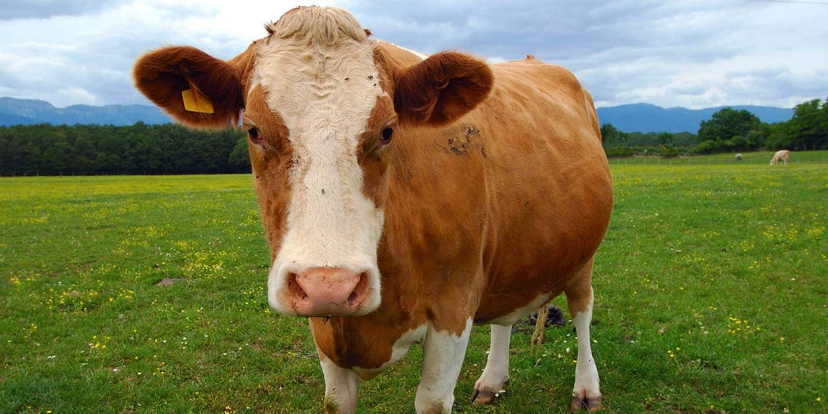 ANCESTRAL EATING: Some Speculations on the Origin of Dairying