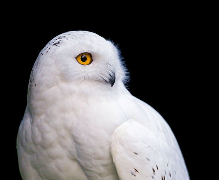 Snowy Owl - Josephine’s Substack