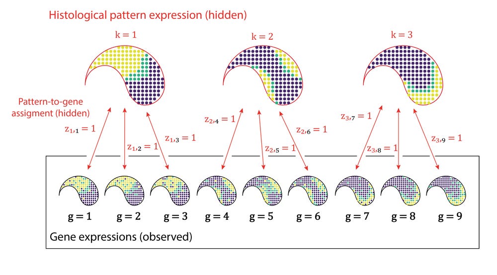 Identify tissue structure with Automatic Expression Histology