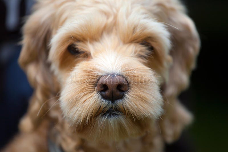 Is It Good To Feed Our Dog Before Or After A Walk is-it-good-to-feed-our-dog-before-or-after-a-walk