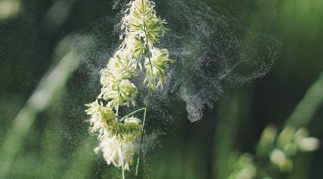 Hay Fever A Guide by Jasmin Singh momentum