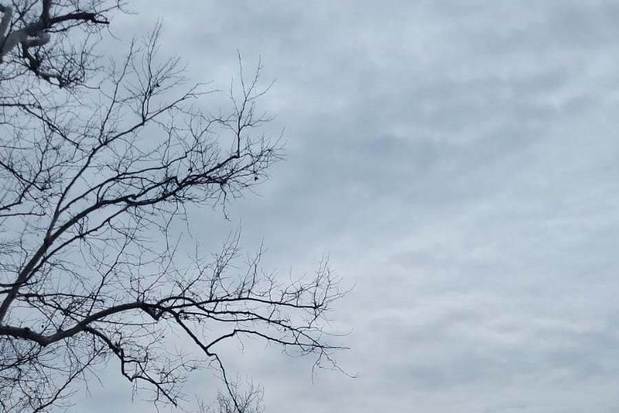 Deceptive Movement Birds Watch Me