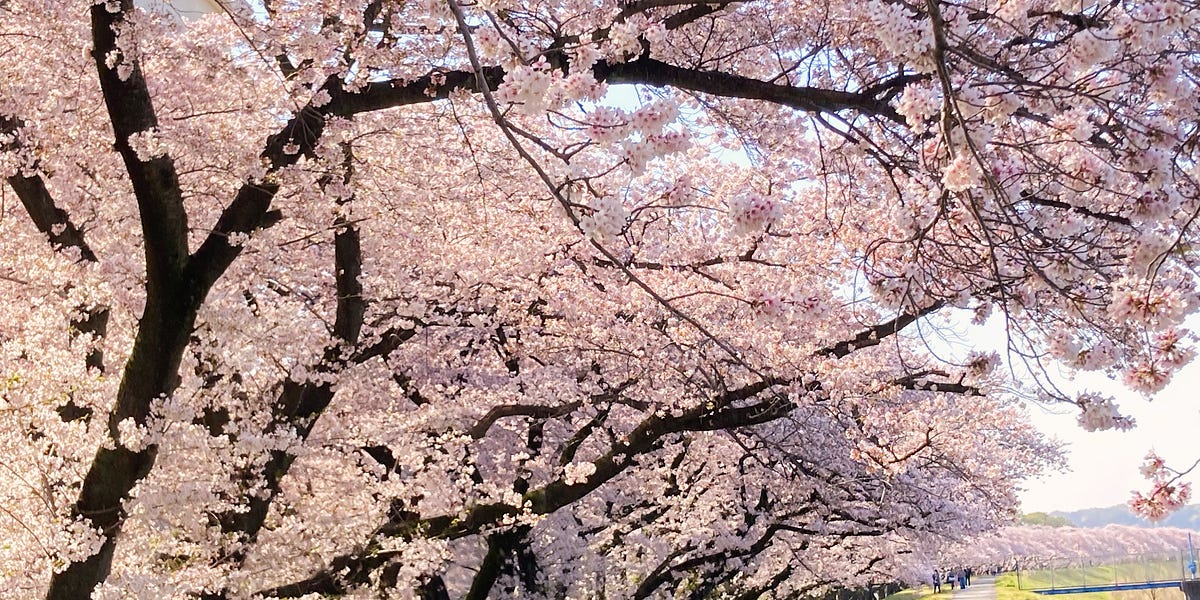 142 Cherry Blossom Forecast (1) - by Hideo Tanikawa 142 Cherry Blossom Forecast (1) - by Hideo Tanikawa
