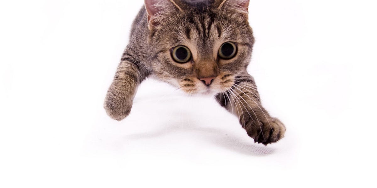 Are Pet Expenses TaxDeductible? by Thomas A. Gorczynski