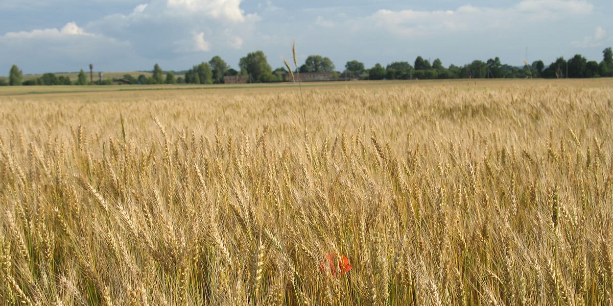 Breaking the Russian Embargo on Ukrainian Grain