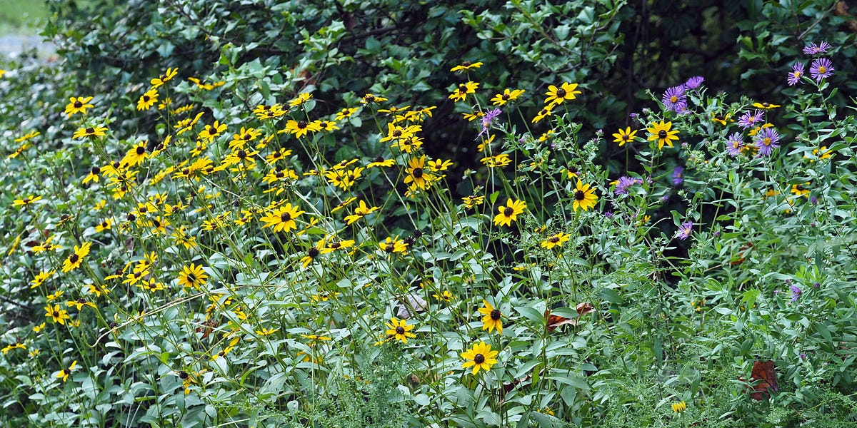 Discover why native plants are important, their benefits to the
