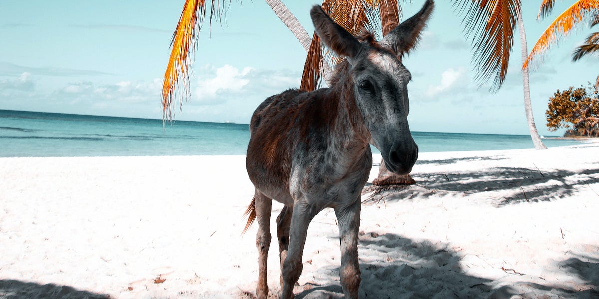 But What if I'm a Donkey? - by Alicia Kenworthy