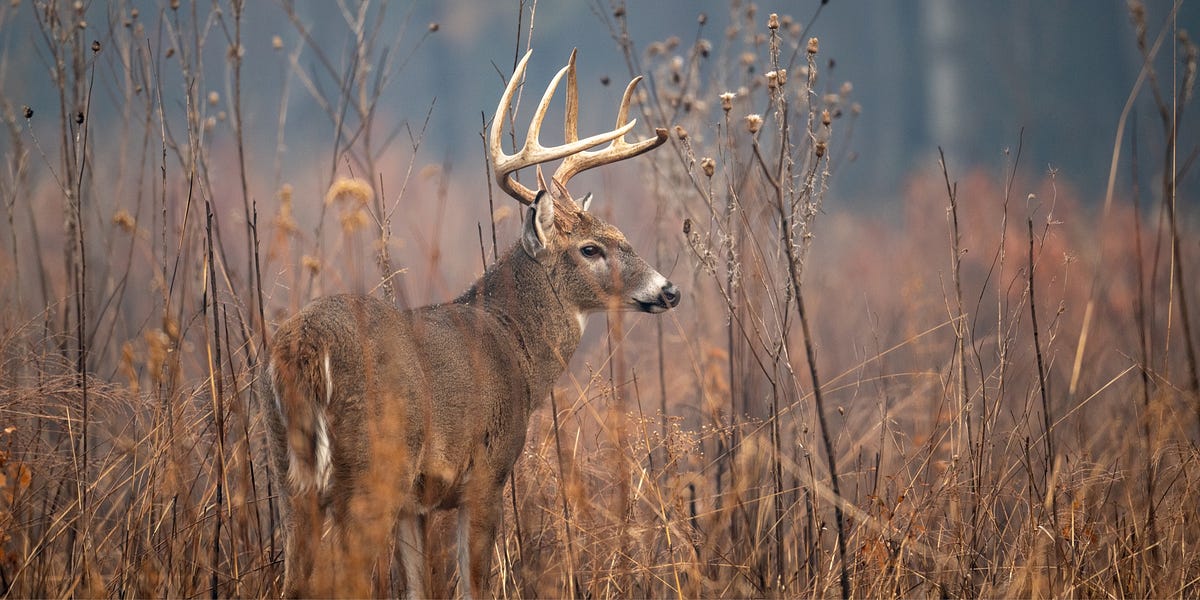 The Deer - by Caleb Driscoll - The Caney Mountain Blog