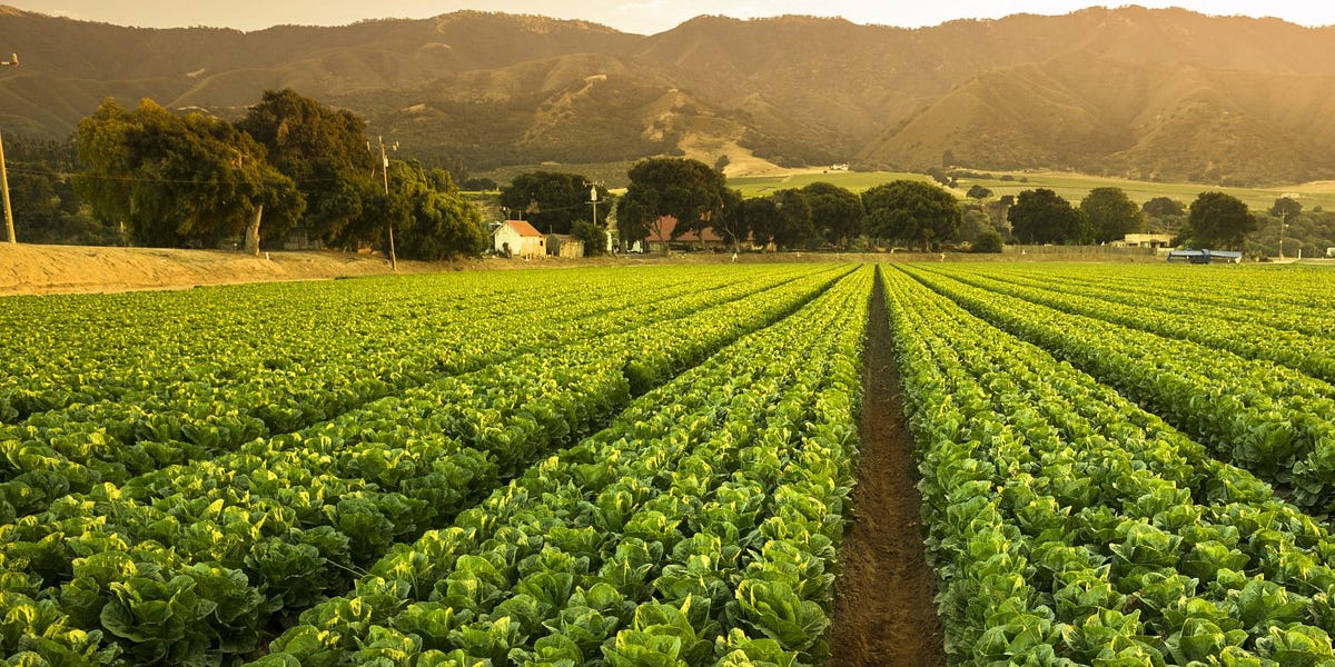 Food Manufacturing Plants Destroyed