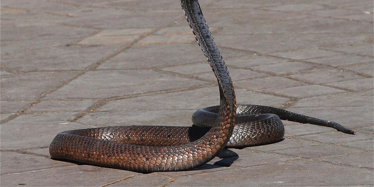 Een ratelslang op het wandelpad - by IO + - IO+ Dagelijks