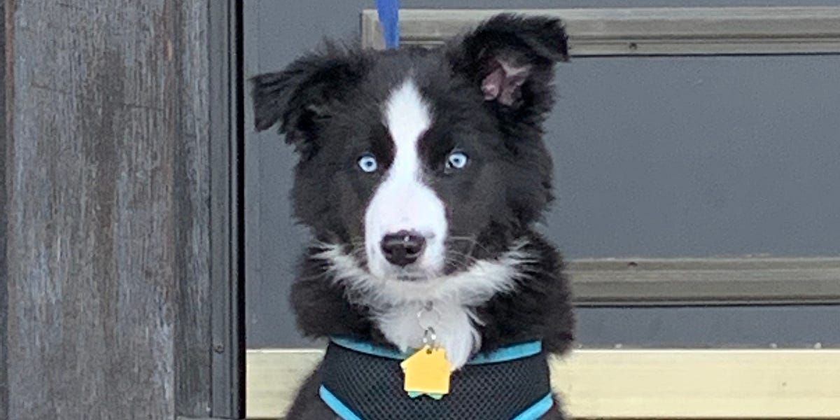 Ghost Poops and Other Canine Mysteries by D'Arcy Fallon