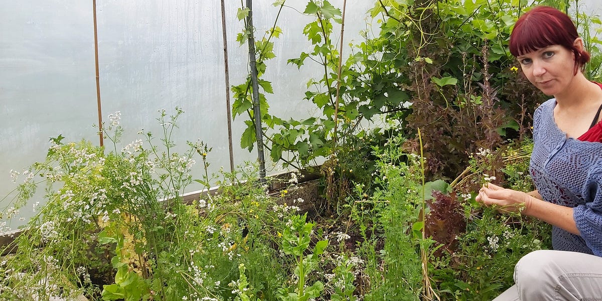 The best self seeding plants by Kim Stoddart