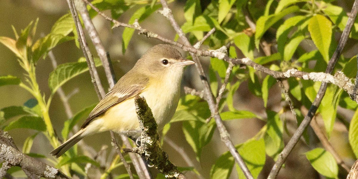 Bell s Vireo By Diane Porter My Gaia bell-s-vireo-by-diane-porter-my-gaia