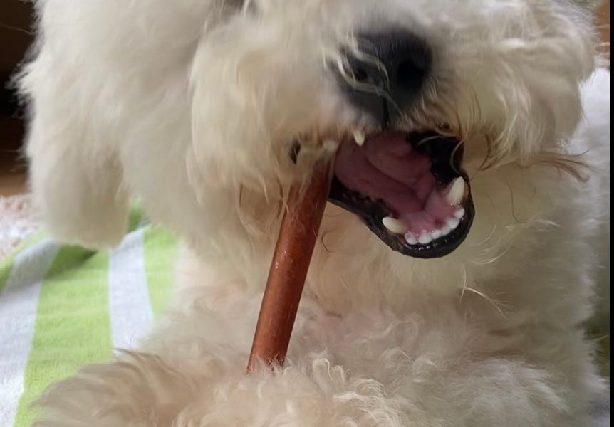 Corium 20 store for dogs