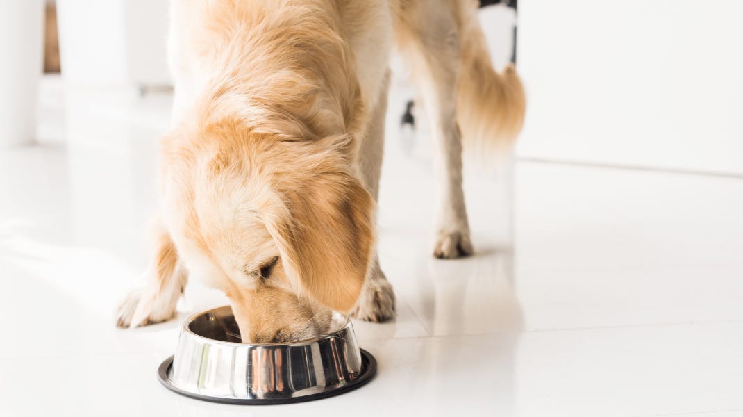 Best grain free dog food for golden retrievers cheap