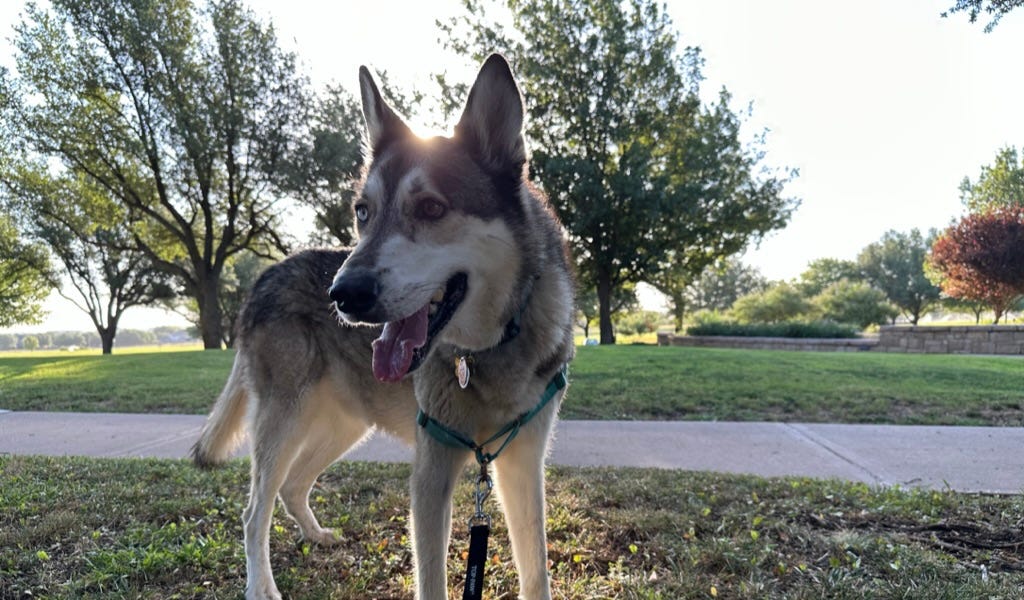 Togo Goes Training (Part 1) by Joey Cope