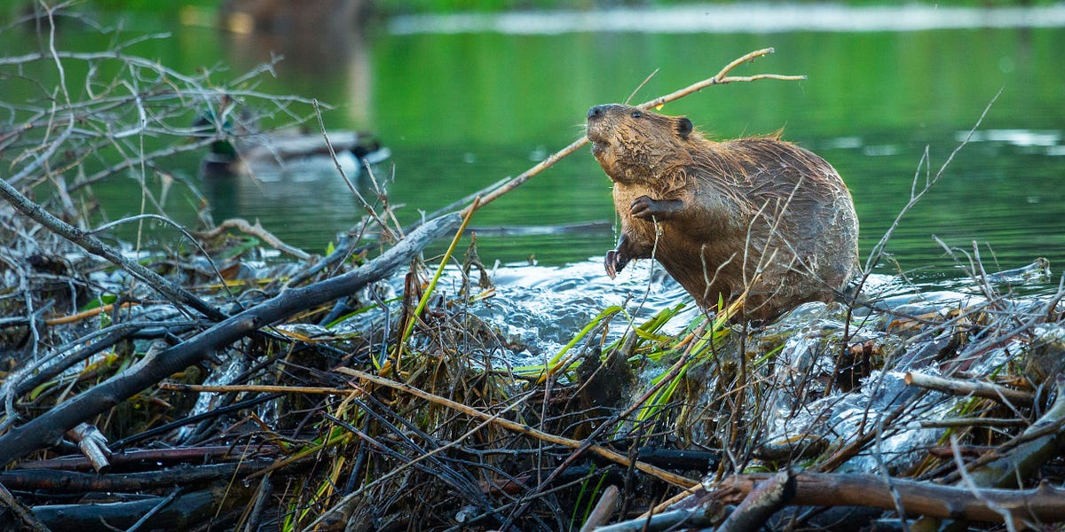 Just How Busy Is the Beaver? by Heather Heying