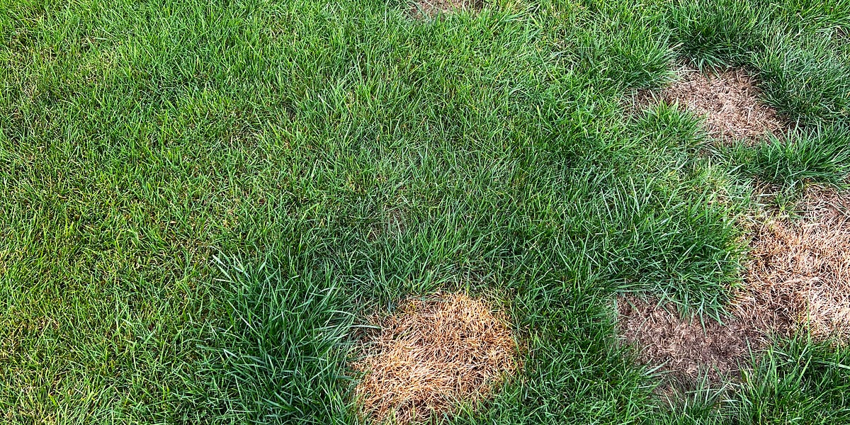 How to fix Dog Urine Patches on your lawn