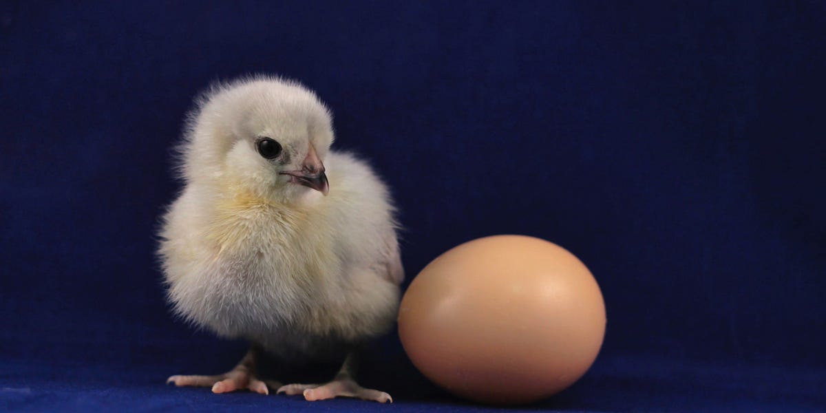 Nasce Prima L'uovo O La Gallina