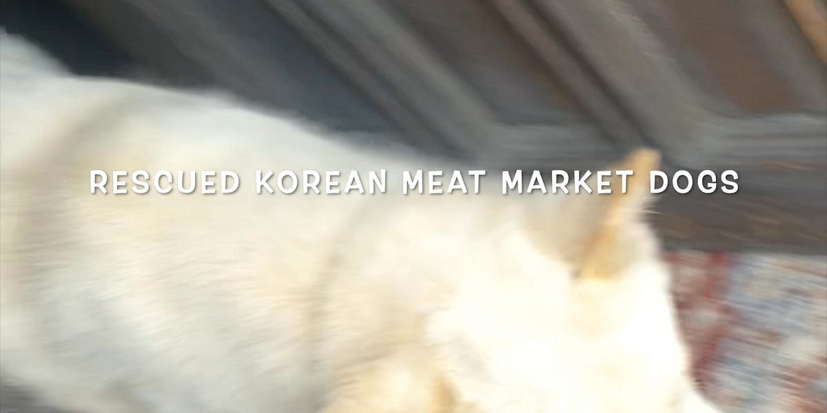 Korean Meat Market Dogs Part 2 by Tim Frazier