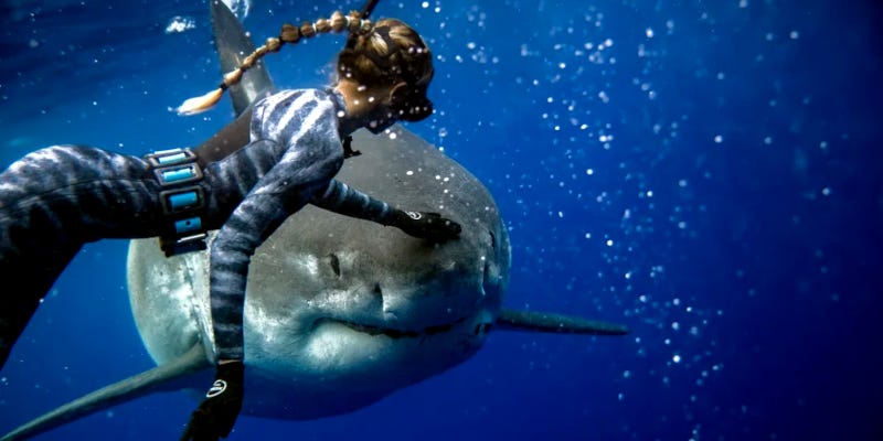 Swimming with Sharks