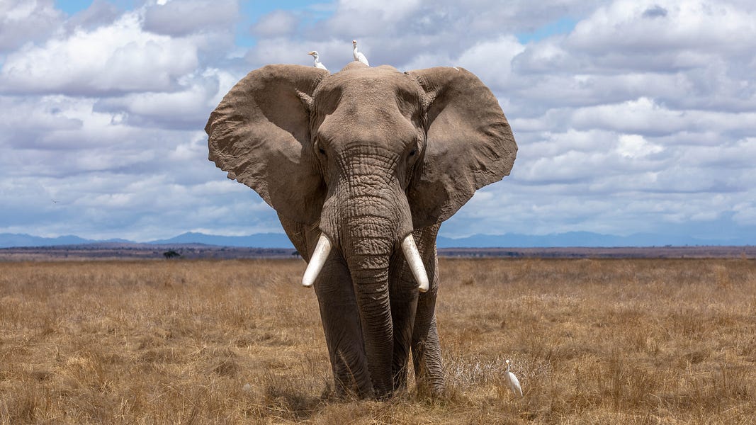 Seeing An Invisible Elephant