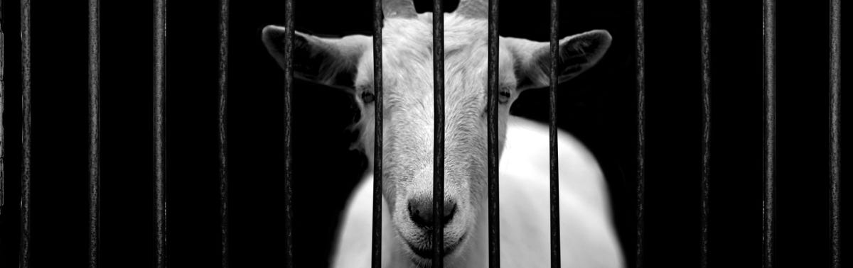 Modern Day Scapegoats