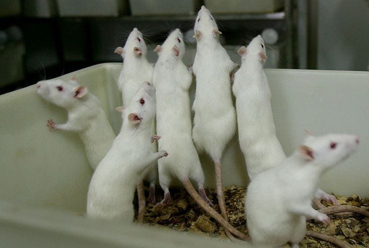 Guest Post: Biden Administration Orders 171 Million Bivalent Booster Doses After Successful Eight-Mouse Trial in Which All the Rodents Got Corona Anyway