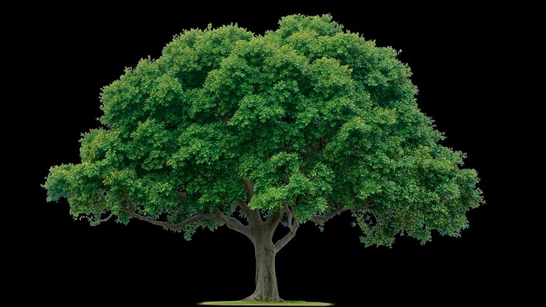 The Trouble Tree