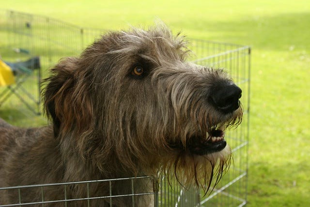 Why Dogs Live Less Than Humans